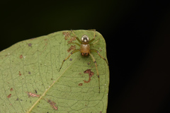 Araneus