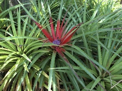 Bromelia humilis