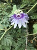 Stinking Passionflower - Photo (c) Martin Wettges, some rights reserved (CC BY-NC), uploaded by Martin Wettges