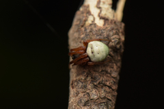 Araneus