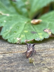 Acanthuchus trispinifer