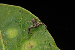 Strigoplus netravati