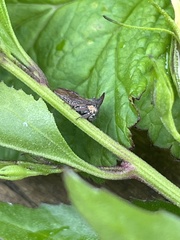 Acanthuchus trispinifer