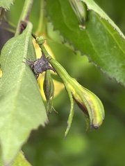 Acanthuchus trispinifer