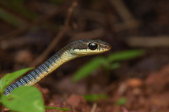 Dendrelaphis chairecacos