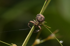 Strigoplus netravati