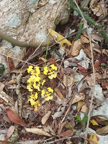 Oncidium (Tolumnia guianensis)