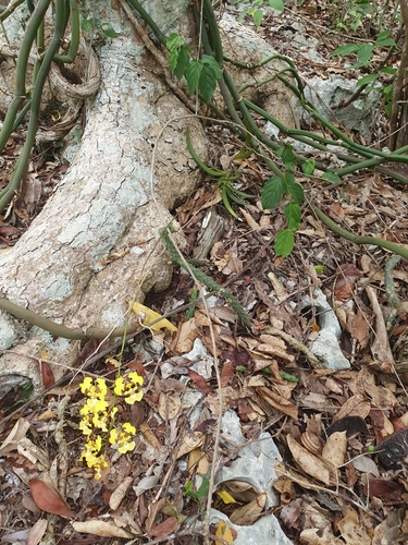Tolumnia guianensis, photograph 1