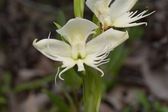 Pecteilis gigantea