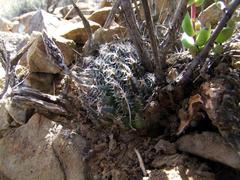 Haworthia nortieri pehlemanniae