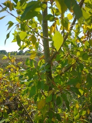 Populus × acuminata