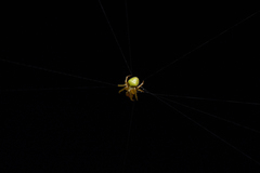 Araneus viridiventris
