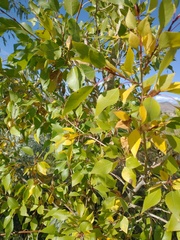 Populus × acuminata