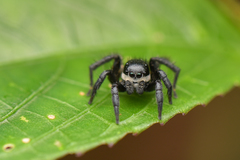 Stenaelurillus albus