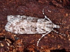 Scoparia emmetropis