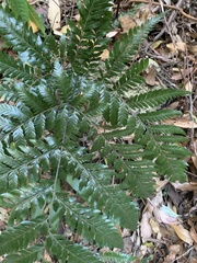 Lastreopsis marginans