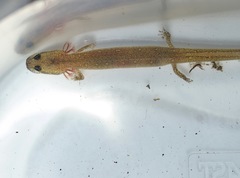 Eurycea multiplicata