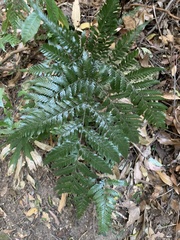 Lastreopsis marginans