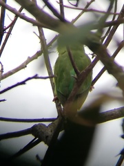Forpus conspicillatus