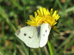 Pieris rapae