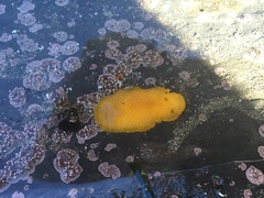 Doriopsilla albopunctata