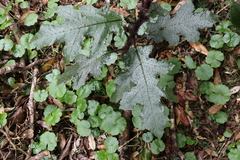 Solanum inaequilaterum