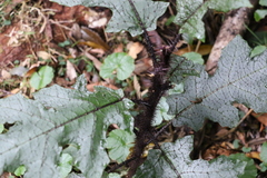 Solanum inaequilaterum