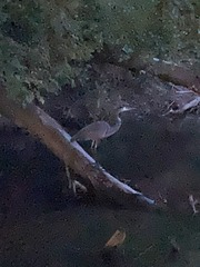 Ardea herodias