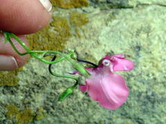 Diascia capsularis