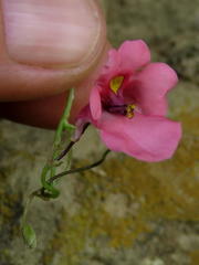 Diascia capsularis