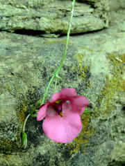 Diascia capsularis