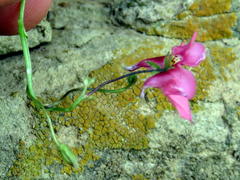 Diascia capsularis
