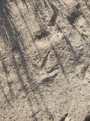 Meleagris gallopavo merriami