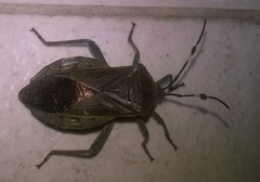 Pachylis laticornis