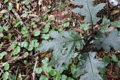 Solanum inaequilaterum