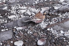Leucosticte tephrocotis