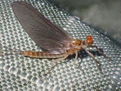 Ephemerella dorothea