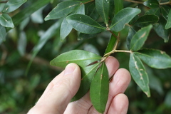 Acronychia suberosa