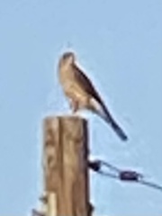 Accipiter cooperii