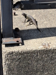 Sceloporus occidentalis