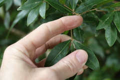 Acronychia suberosa