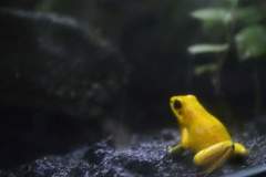 Phyllobates terribilis