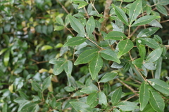 Acronychia suberosa