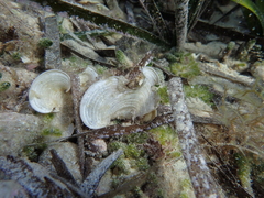Padina pavonica