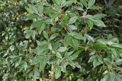 Acronychia suberosa