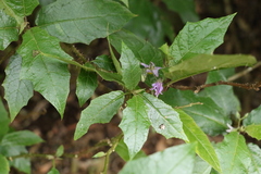 Solanum inaequilaterum