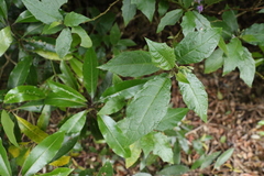 Solanum inaequilaterum