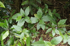 Solanum inaequilaterum