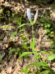 Gentiana decora