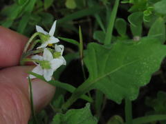 Solanum retroflexum